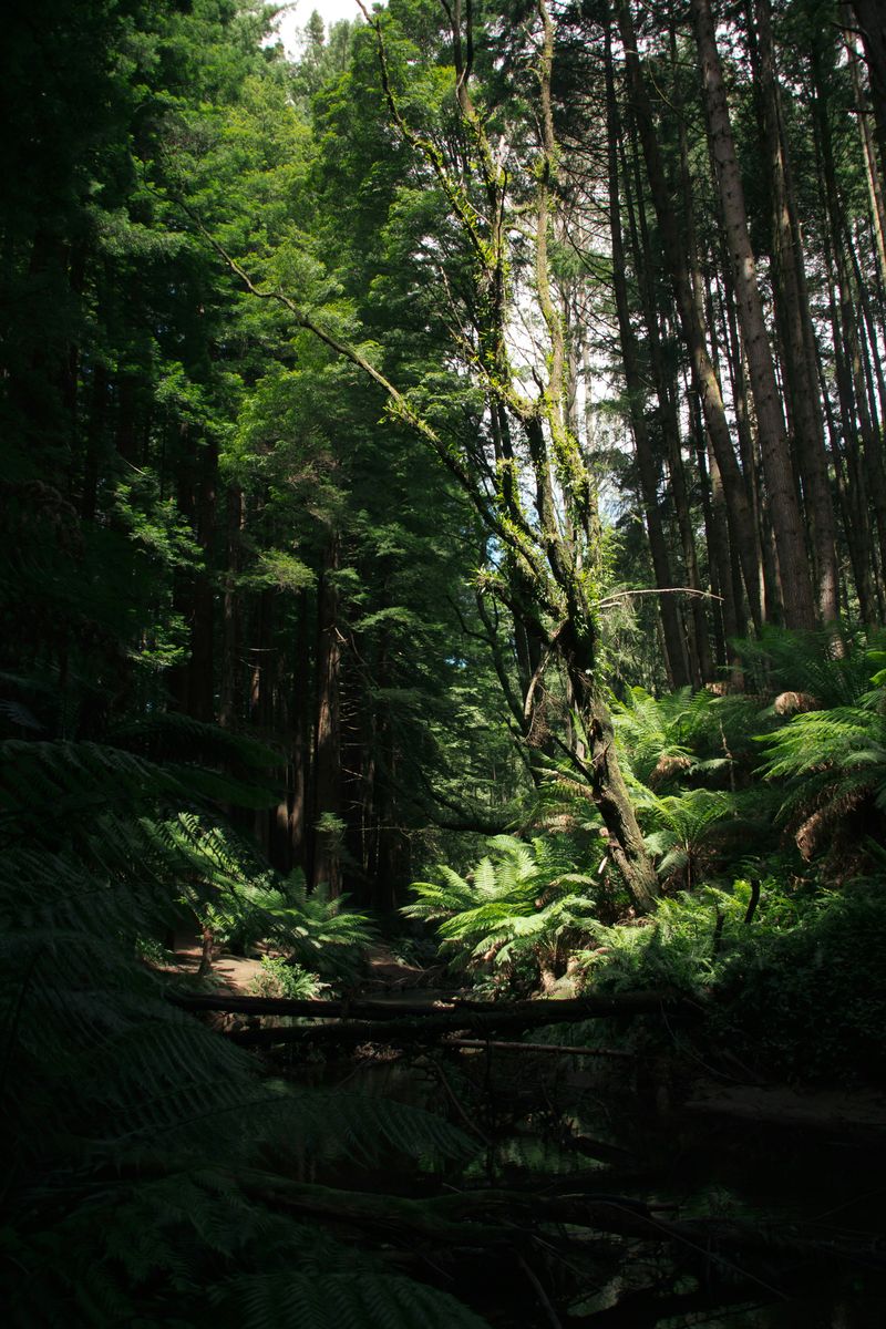 Looking up through a redwood forest canopy