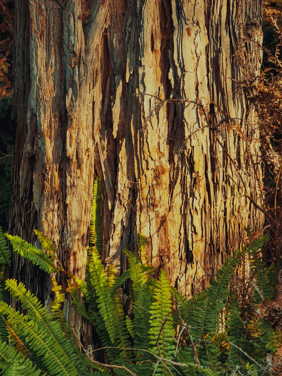 Close-up of redwood bark texture