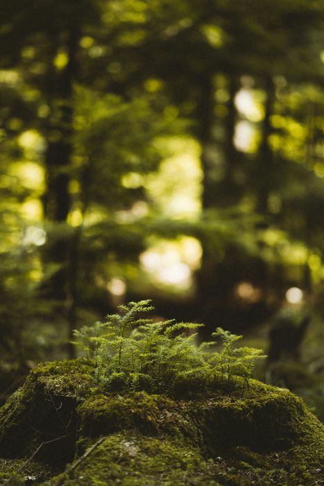 Close-up of fern fronds on a mossy forest floor