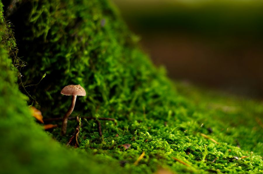 Small mushroom growing from moss-covered ground