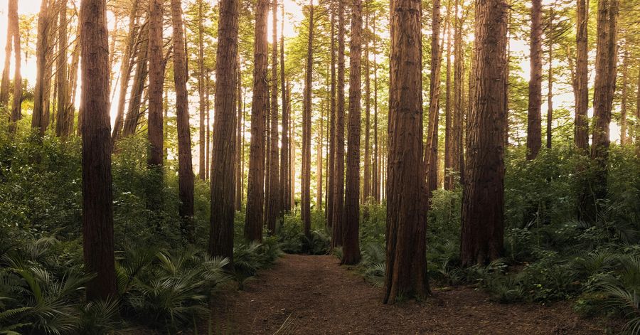 Sunlit path through a redwood forest